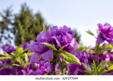 Purple Rhododendron Flower