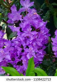 Purple Rhododendron Flowers