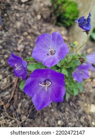 Purple Rockery Plant In Flower