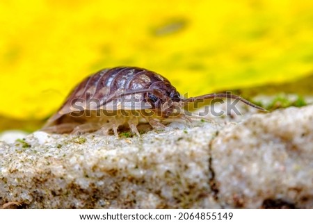 Purple Roly Poly pill bug also known as a woodlouse in natural habitat