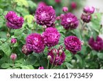 Purple rosa 