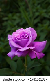 Purple rose flower. Close-up. Purple eustoma flower. Purple rose petals. Green leaves. Dense greenery in the background. Blue Rose