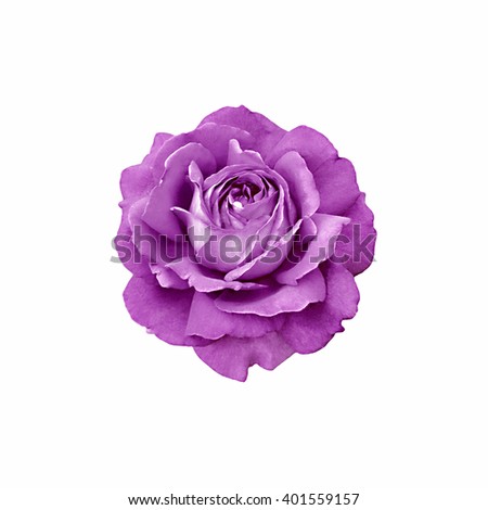 Purple rose isolated on white background