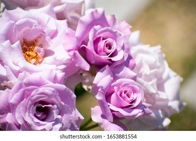 Purple Rose In Nakanoshima Park (sterling Silver)