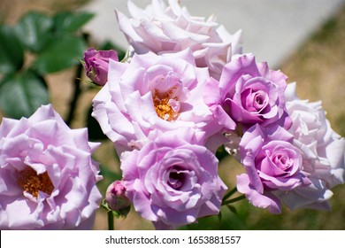 Purple Rose In Nakanoshima Park (sterling Silver)