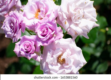 Purple Rose In Nakanoshima Park (sterling Silver)