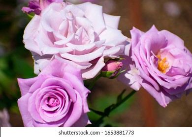 Purple Rose In Nakanoshima Park (sterling Silver)