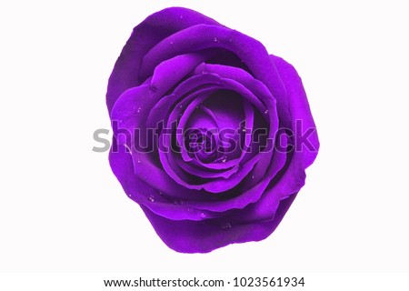 Purple roses with rain drops on a white background.