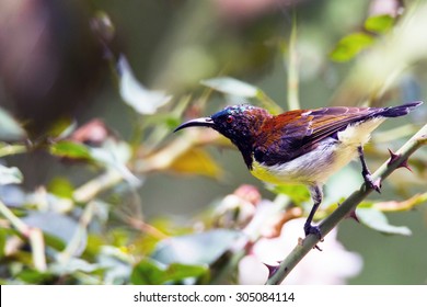 Purple Rumped Sunbird