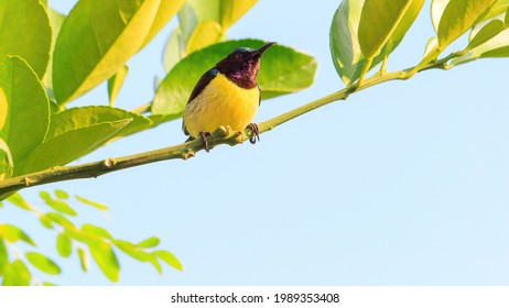 Purple Rumped Sunbird On A Branch