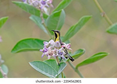 Purple Rumped Sunbird On Flower