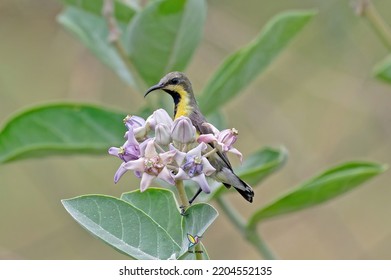 Purple Rumped Sunbird Sitting On Flower