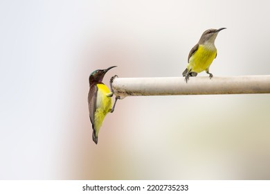 Purple Rumped Sunbird Are Tiny