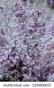 Purple Russian Sage In Bloom.