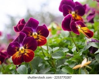 Purple, rust, and yellow-colored pansies or violas photographed with a shallow depth of field at eye level in Mercer Botanical Garden in Humble, Texas.