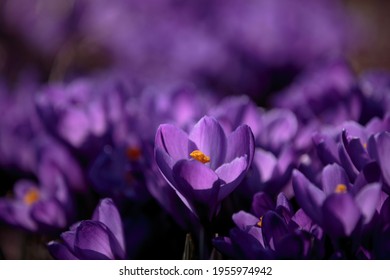 Purple saffron flower close up. Crocus flowers in the sunny garden with orange stigma. Macro shot of an early spring flower.