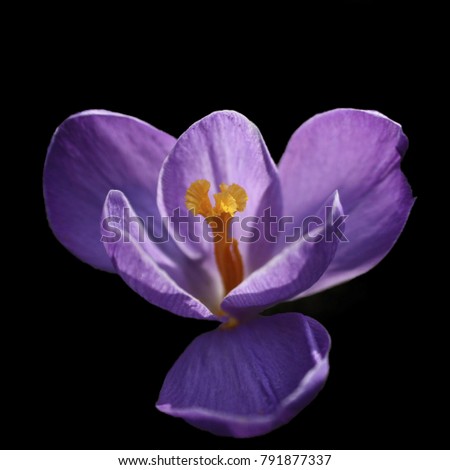 Similar – crocus Nature Plant Spring