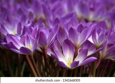 The Purple Safron Flower