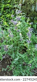 Purple Sage flowers in a bed of greenery.