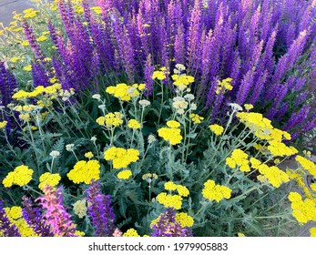 Purple Sage and Yellow Yarrow Flowers Early Summer