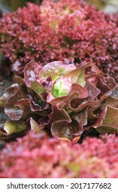 Purple Salad Leaves, Growing In The Garden Or Greenhouse. Natural Texture. Vegetarian Or Vegan Food Presentation. Vertical Image