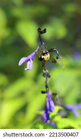 A Purple Salvia Plant Is A Welcome Sight To A Hungry Bee.