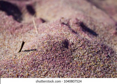 Purple Sand On The Beach In Salisbury, Massachusetts