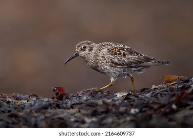 purple sandpiper breeding