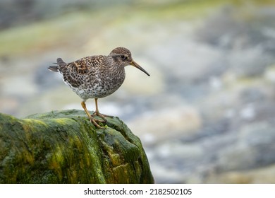 Purple Sandpiper foraging on a cliff of the Norwegian coast