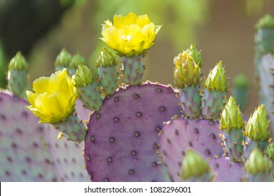 Purple Santa Rita Prickly Pear Cactus with Yellow Flowers in Tucson, Arizona