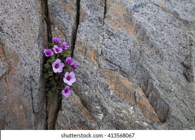 Purple saxifrage flowering in a crack between rocks. Photographed in Helgeland, Nordland, Norway.