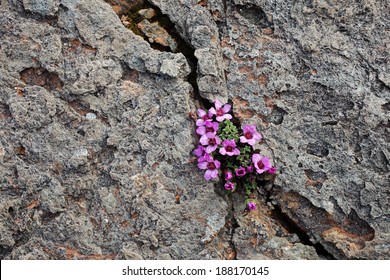 Purple saxifrage, one of the first spring flowers, growing at calcareous rocks at Norwegian coast.