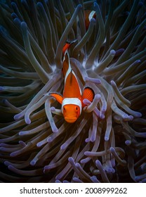 Purple sea anemone, which hides orange clown fish