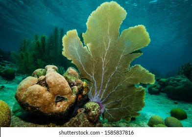 Purple Sea Fan On Coral Reef At Bonaire Island