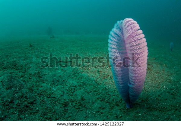 A purple sea pen catches\
plankton as it grows out of a sandy slope in Komodo National Park,\
Indonesia. Sea pens are often found in sandy habitats where there\
is current.
