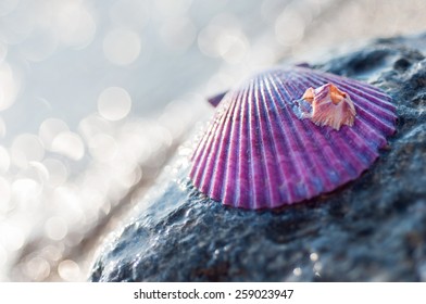 Purple Sea Shell On The Beach