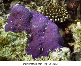 Purple Sea Sponge In Maldives Coral Reef Close Up.