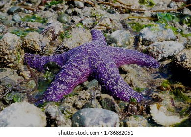 Purple Sea Star On Beach On Vancouver Island