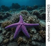 The Purple Sea Star is a striking species commonly found along the rocky coastlines of the Pacific Ocean, particularly in North America. This sea star is known for its vibrant purple color