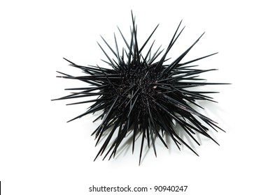 Purple Sea Urchin