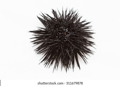 Purple sea urchin from Adritic sea, isolated on white background.