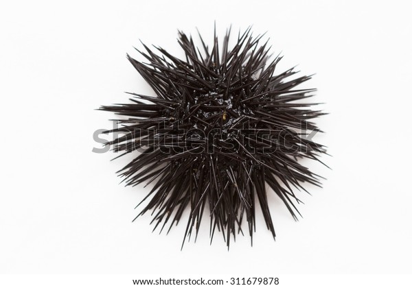 Purple sea urchin from Adritic sea, isolated\
on white background.