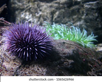 A Purple Sea Urchin And A Green Sea Anemone