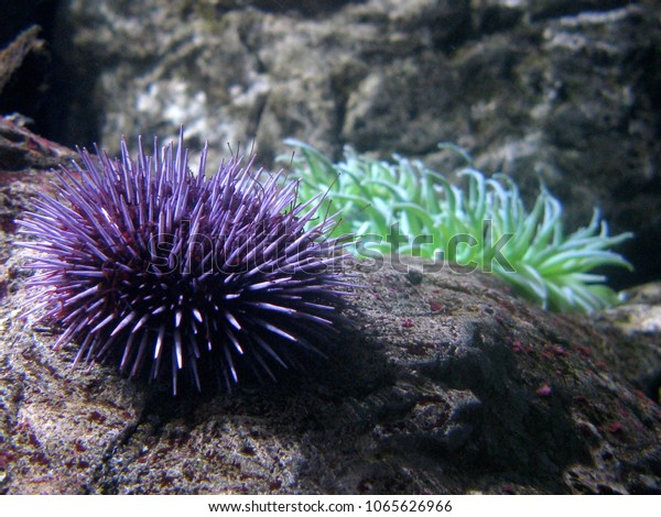 a purple sea\
urchin and a green sea\
anemone