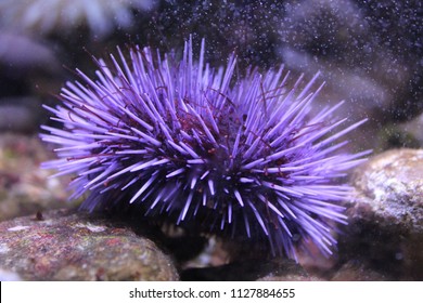 Purple sea urchin housed in an aquarium 