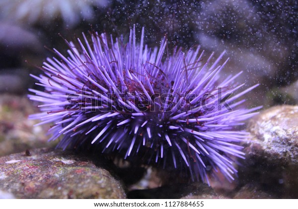 Purple sea urchin\
housed in an aquarium 