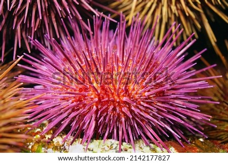 Purple sea urchin Paracentrotus lividus close up, underwater in the Atlantic ocean, Spain