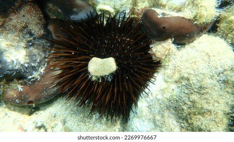 Purple sea urchin, Rock sea urchin or Stony sea urchin (Paracentrotus lividus) undersea, Aegean Sea, Greece, Halkidiki
