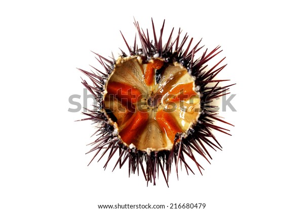 Purple sea urchin\
roe on a white\
background