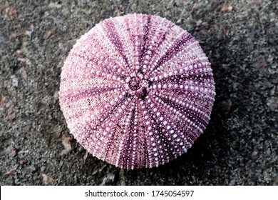 Purple Sea Urchin Shells Found In Japan